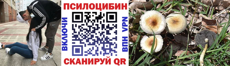 закладка  Сасово  Псилоцибиновые грибы Cubensis 